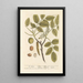 The Walnut Tree - Elizabeth Blackwell — framed artwork on a wall