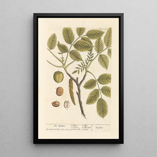 The Walnut Tree - Elizabeth Blackwell — framed artwork on a wall