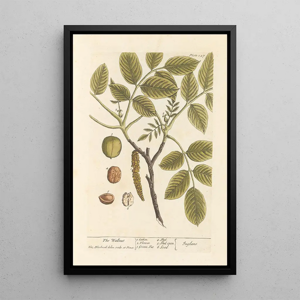 The Walnut Tree - Elizabeth Blackwell — framed artwork on a wall