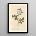 The White Rose - Elizabeth Blackwell — framed artwork on a wall