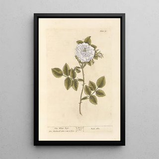 The White Rose - Elizabeth Blackwell — framed artwork on a wall