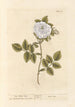 The White Rose - Elizabeth Blackwell — artwork view