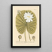 The White Water Lily - Elizabeth Blackwell — framed artwork on a wall