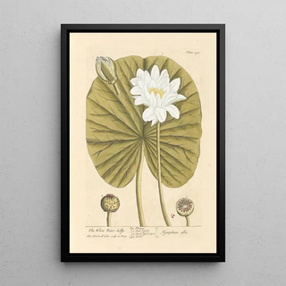 The White Water Lily - Elizabeth Blackwell — framed artwork on a wall