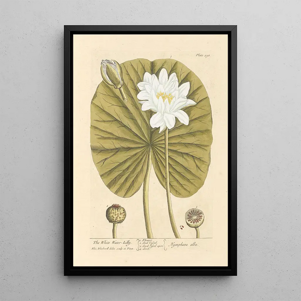 The White Water Lily - Elizabeth Blackwell — framed artwork on a wall