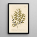 L'olivier sauvage - Elizabeth Blackwell — framed artwork on a wall