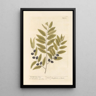 L'olivier sauvage - Elizabeth Blackwell — framed artwork on a wall