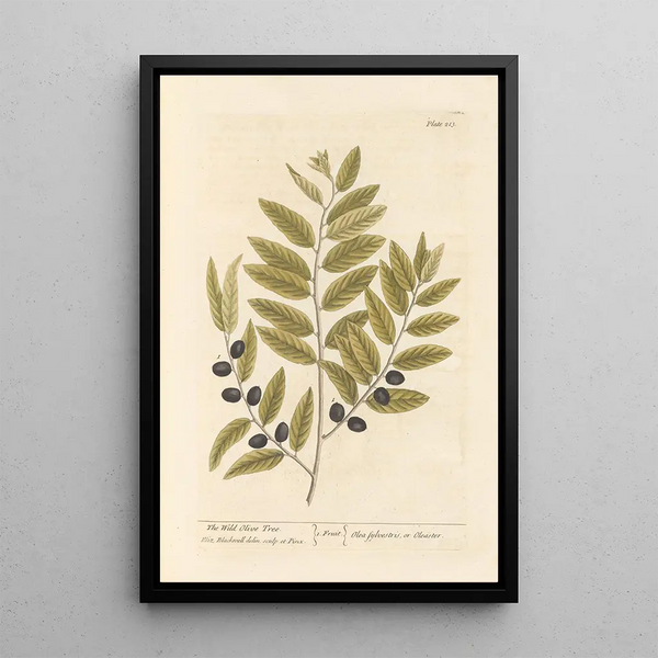 L'olivier sauvage - Elizabeth Blackwell — framed artwork on a wall