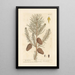 The Wild Pine - Elizabeth Blackwell — framed artwork on a wall