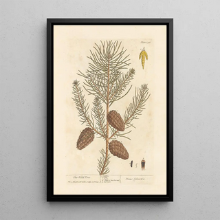 The Wild Pine - Elizabeth Blackwell — framed artwork on a wall