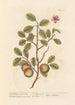 The Wild Apple Tree - Elizabeth Blackwell — artwork view