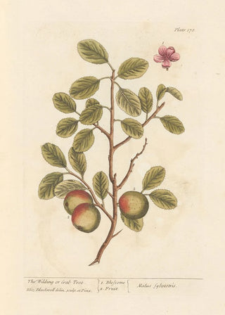 The Wild Apple Tree - Elizabeth Blackwell — artwork view