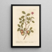 The Wild Apple Tree - Elizabeth Blackwell — framed artwork on a wall