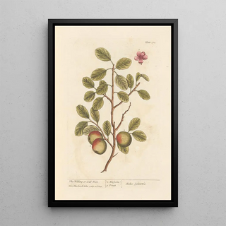 The Wild Apple Tree - Elizabeth Blackwell — framed artwork on a wall