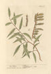 The Willow - Elizabeth Blackwell — artwork view