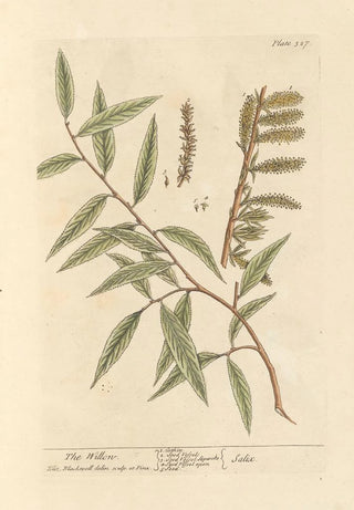 The Willow - Elizabeth Blackwell — artwork view
