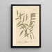 The Willow - Elizabeth Blackwell — framed artwork on a wall