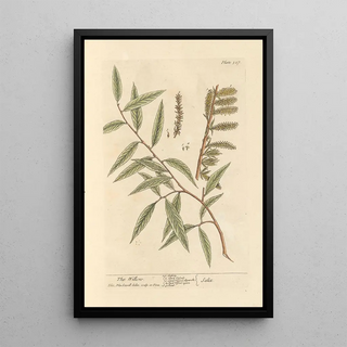 The Willow - Elizabeth Blackwell — framed artwork on a wall