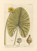 The Yellow Water Lily - Elizabeth Blackwell — artwork view