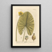 The Yellow Water Lily - Elizabeth Blackwell — framed artwork on a wall