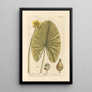 The Yellow Water Lily - Elizabeth Blackwell — framed artwork on a wall