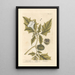 The Prickly Apple - Elizabeth Blackwell — framed artwork on a wall