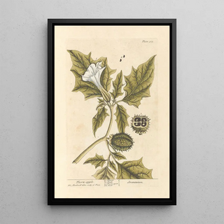 The Prickly Apple - Elizabeth Blackwell — framed artwork on a wall