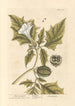 The Prickly Apple - Elizabeth Blackwell — artwork view