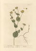 Le séneçon - Elizabeth Blackwell — artwork view