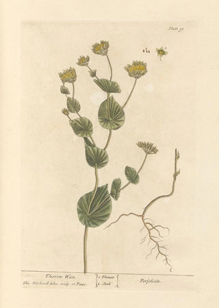 Le séneçon - Elizabeth Blackwell — artwork view
