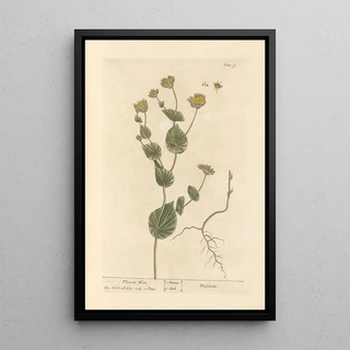 Le séneçon - Elizabeth Blackwell — framed artwork on a wall