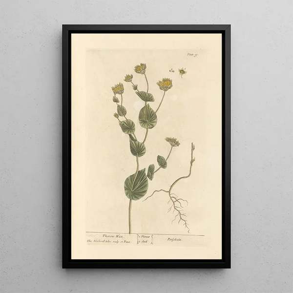 Le séneçon - Elizabeth Blackwell — framed artwork on a wall