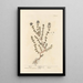 Thym - Elizabeth Blackwell — framed artwork on a wall