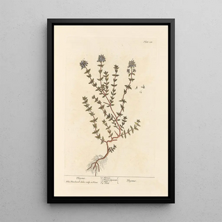 Thym - Elizabeth Blackwell — framed artwork on a wall