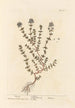 Thym - Elizabeth Blackwell — artwork view