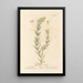 Linaire - Elizabeth Blackwell — framed artwork on a wall