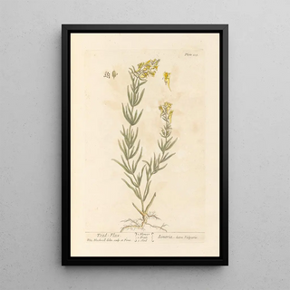 Linaire - Elizabeth Blackwell — framed artwork on a wall