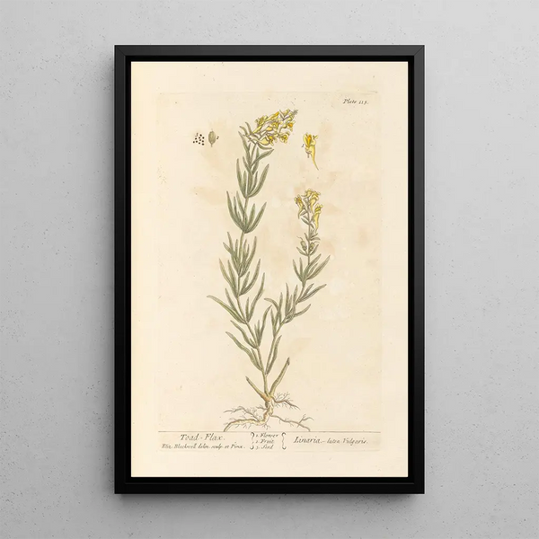 Linaire - Elizabeth Blackwell — framed artwork on a wall