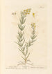 Linaire - Elizabeth Blackwell — artwork view