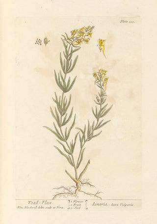 Linaire - Elizabeth Blackwell — artwork view