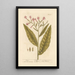 Tobacco - Elizabeth Blackwell — framed artwork on a wall