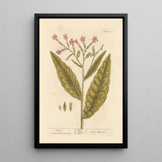 Tobacco - Elizabeth Blackwell — framed artwork on a wall