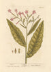 Tobacco - Elizabeth Blackwell — artwork view