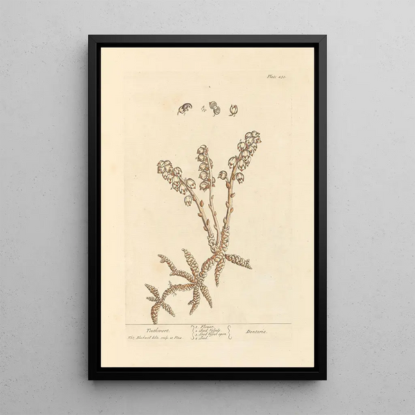 Dentelaire - Elizabeth Blackwell — framed artwork on a wall