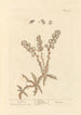 Dentelaire - Elizabeth Blackwell — artwork view