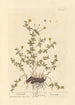 Tormentille - Elizabeth Blackwell — artwork view