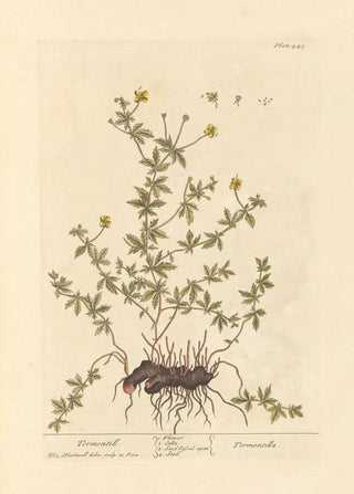Tormentille - Elizabeth Blackwell — artwork view