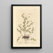 Tormentille - Elizabeth Blackwell — framed artwork on a wall