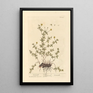 Tormentille - Elizabeth Blackwell — framed artwork on a wall