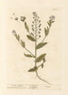 Black Mustard Painting - Elizabeth Blackwell — artwork view